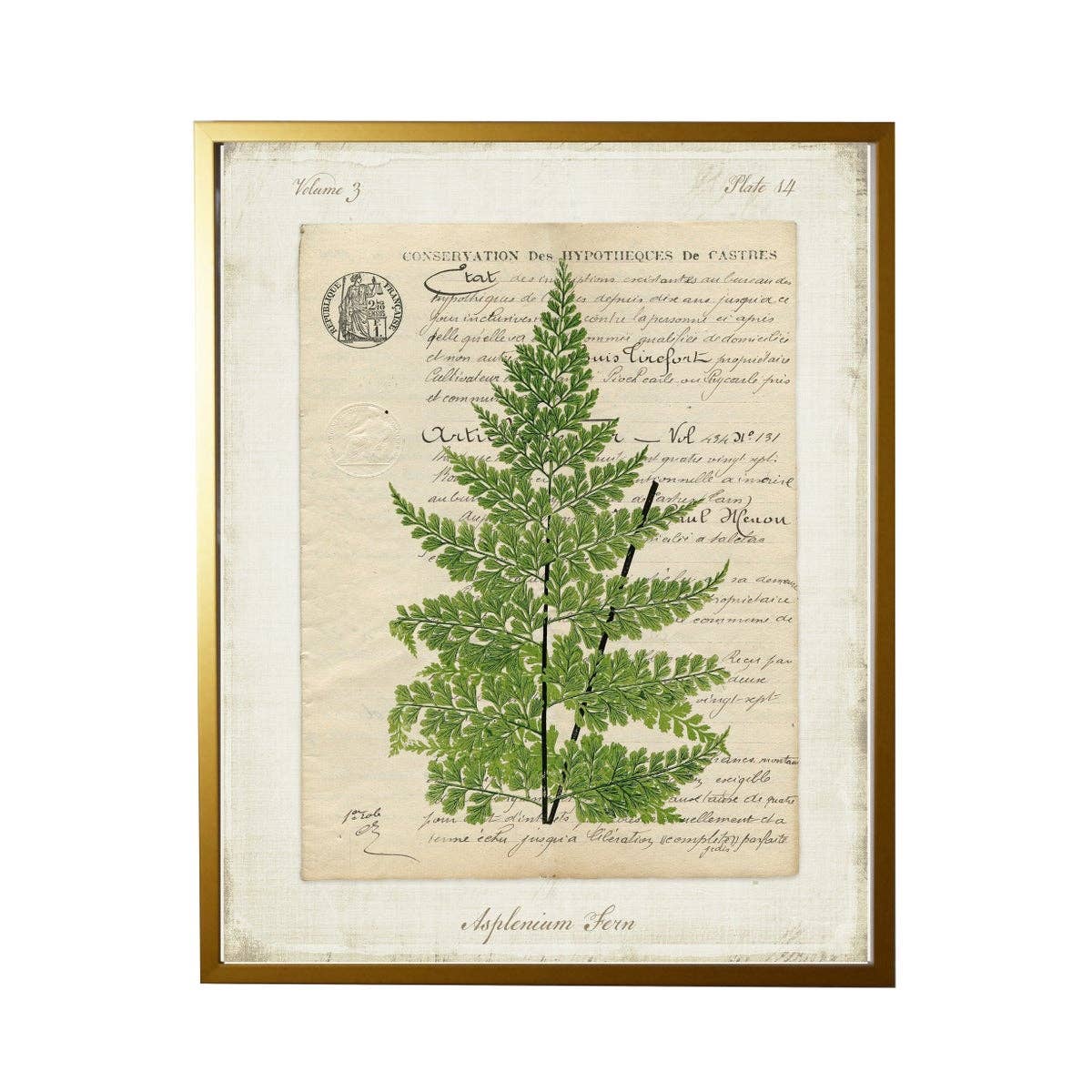 Antique Curiosities Inc - Wholesale Art Print - Vintage Document With Asplenium Fern