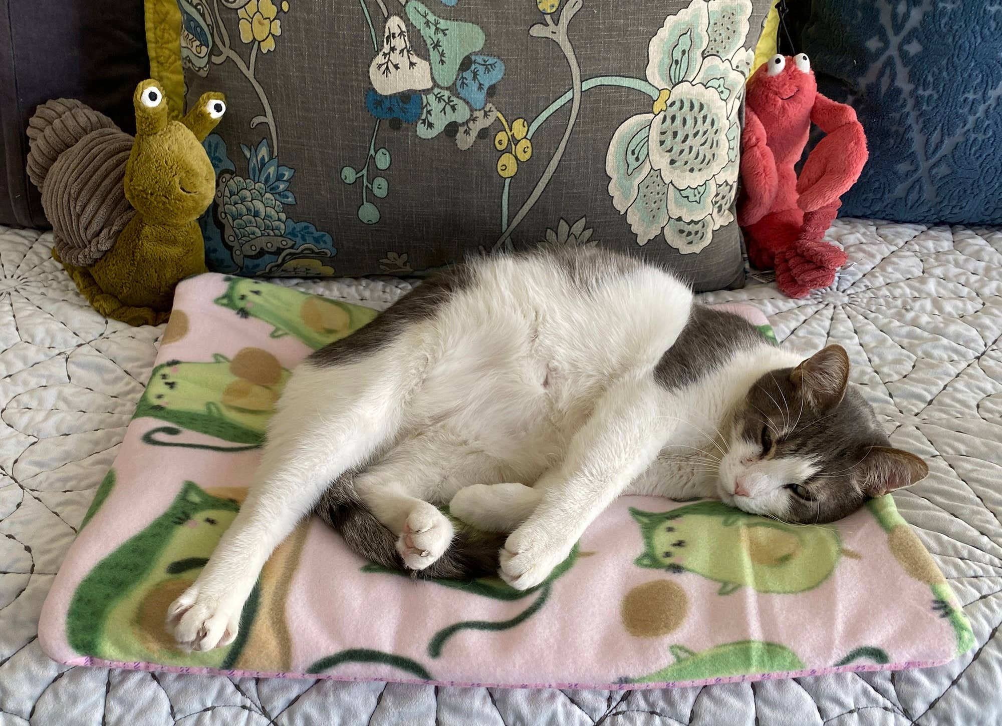 Screaming Pickles – cama - Gato e cão por atacado – Cama artesanal para bichos/tapete Abacado Cats Print3