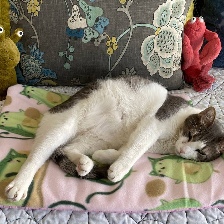 Screaming Pickles - Wholesale Pet Bed - Cat/Dog - Handmade Pet Bed/Mat Avocado Cats Print3