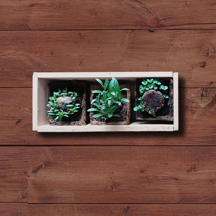 Resetea - Wholesale Plant Seeds - Mini Herb Garden🌿4