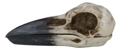 Pacific Trading – wholesale Decorative box – Raven Skull Box3