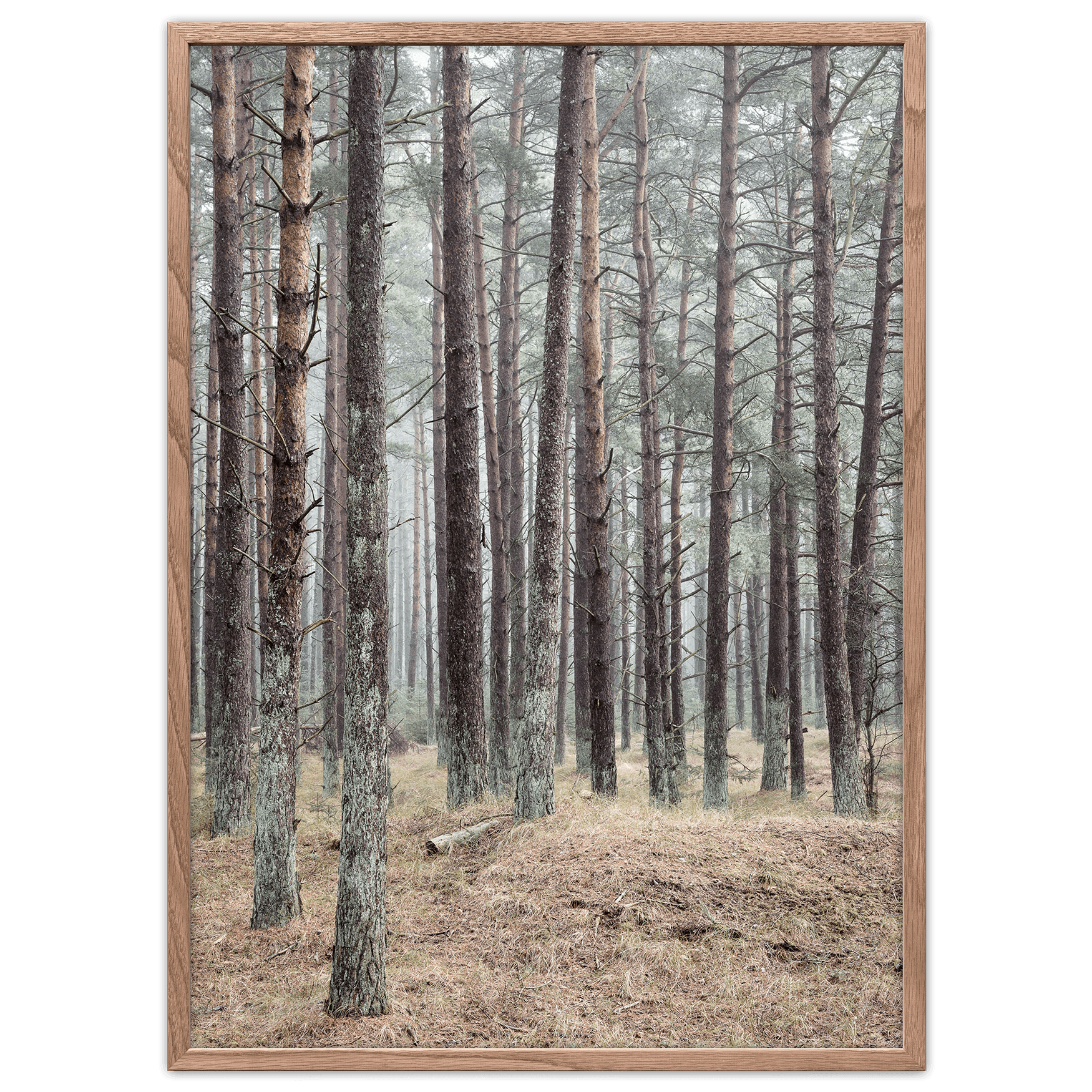 Foto Factory - Wholesale Art Print - Pine Forest0