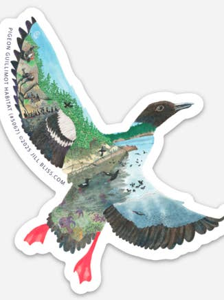 Autocollant d'habitat du Guillemot colombin à l'île Matia pour la vente par Jill Bliss Artwork