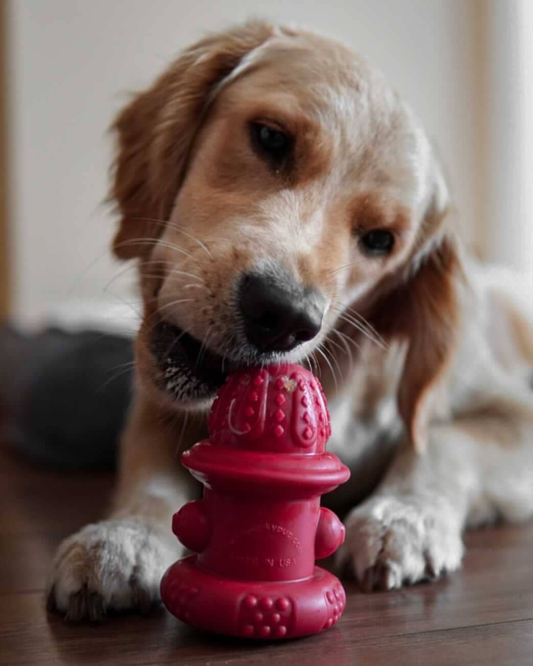 Spunky Pup - Venta al por mayor Juguete para morder - Perros - Boca de Incendios de Doble Pared de Goma - Hecha en EE. UU.3