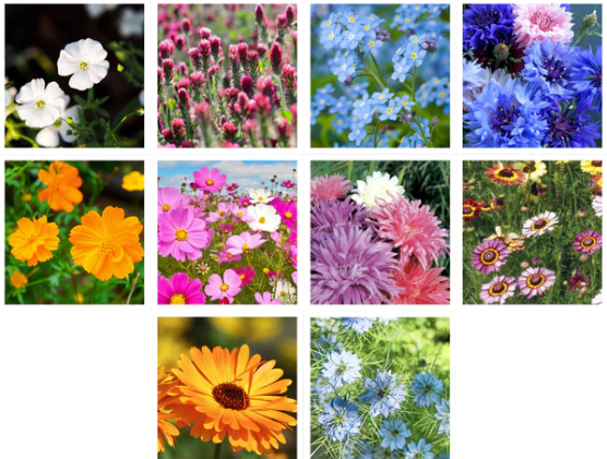 Bentley Seed Co. - Wholesale Love Card - All You Need is Love Fun Wildflowers7