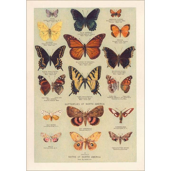 Cartolina IS-158 Farfalle e Falene per la vendita all'ingrosso da parte di Found Image Press