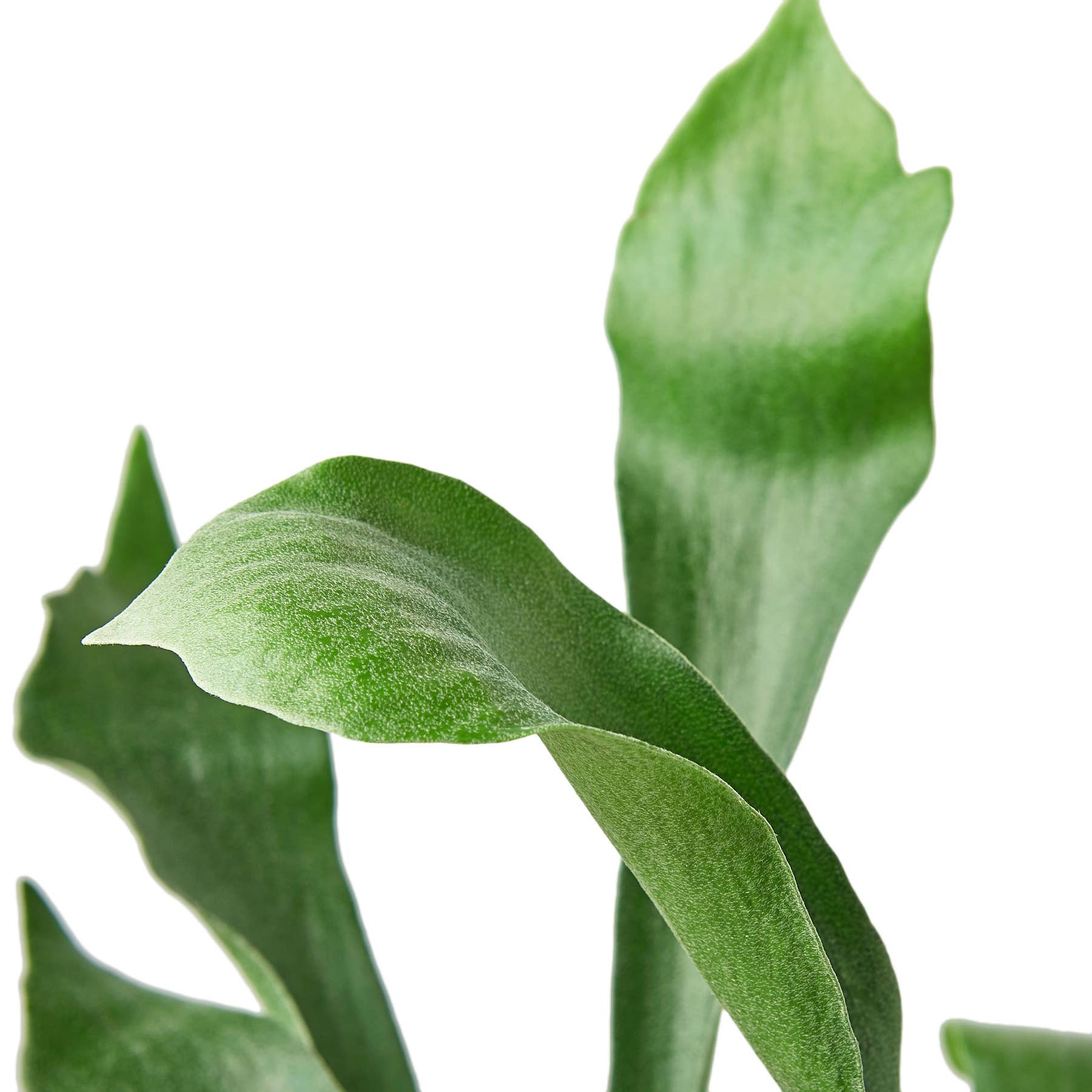 House Plant Wholesale - Wholesale Live Plant - FERN STAGHORN 6-inch1