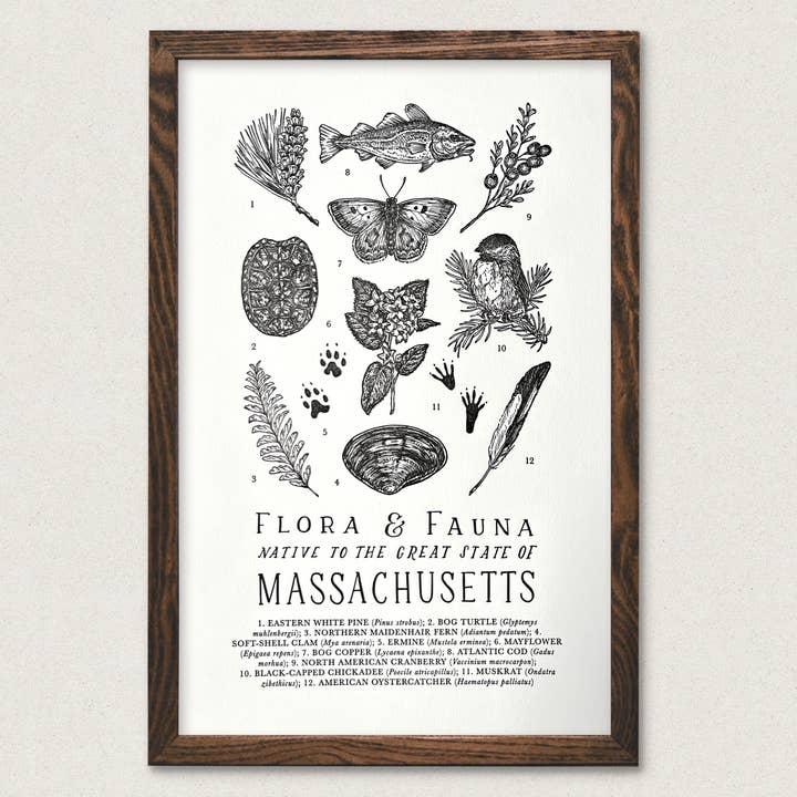 The Wild Wander - Wholesale Art Print - Massachusetts Field Guide