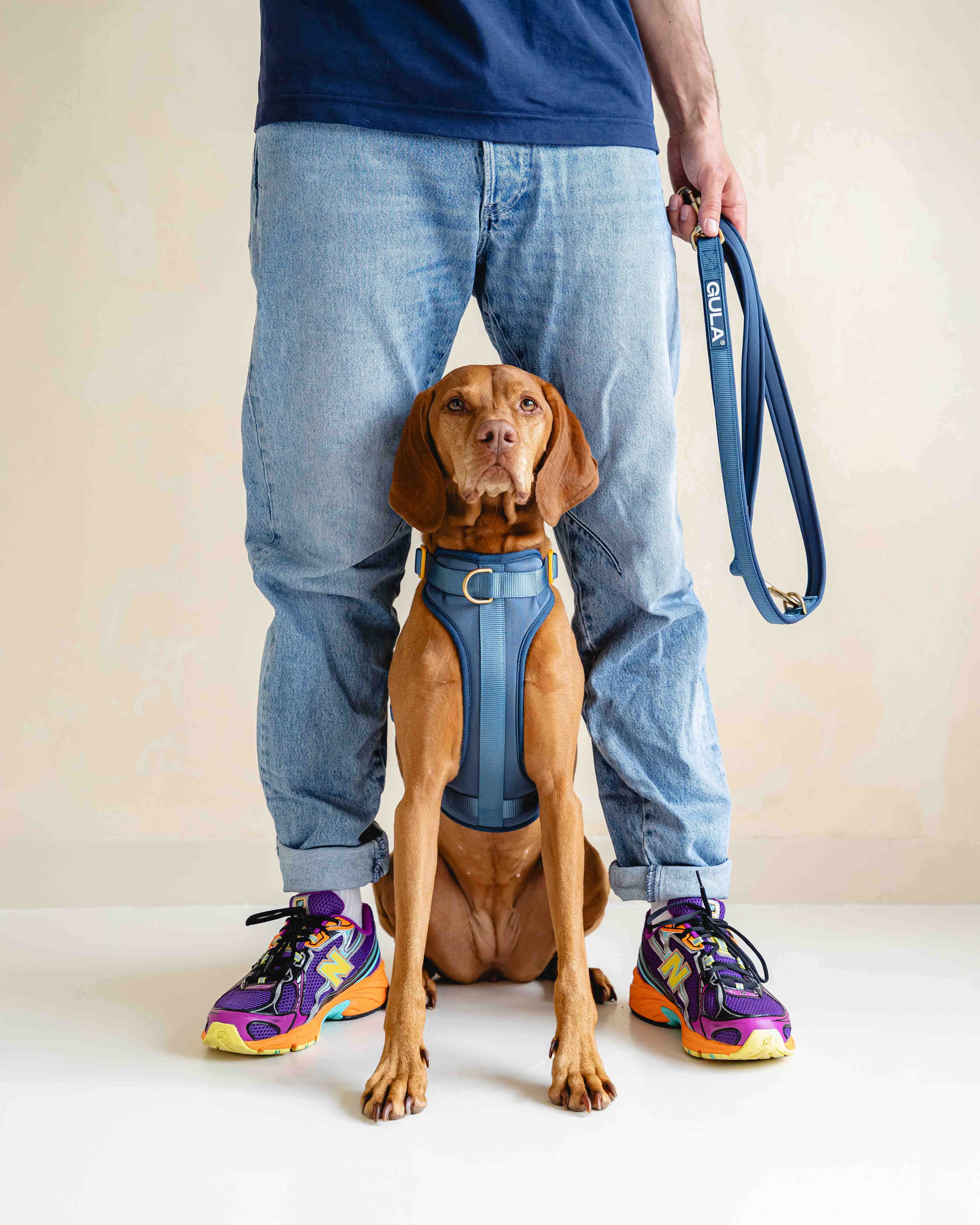 GULA DOG CARE – Großhandel Haustiergeschirr – Hund – Hundegeschirr NEU - Blau & Gelb9