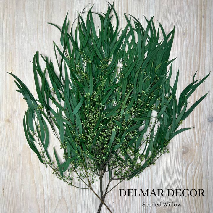 Delmar Decor - Wholesale Dried/Pressed Flowers - Seeded feather willow - dried / preserved floral