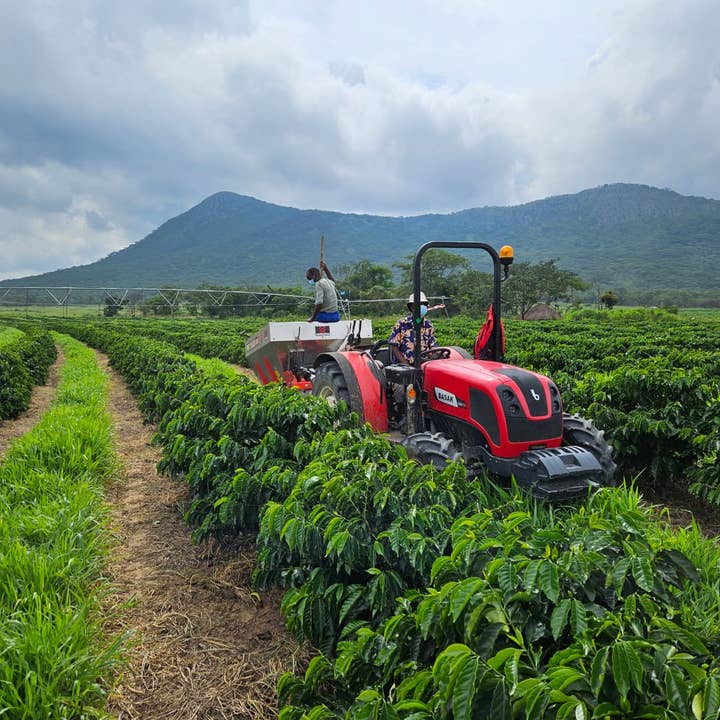 Two Chimps Coffee – wholesale Coffee beans – Single Origin Coffee – Buffa Lo - 250g2