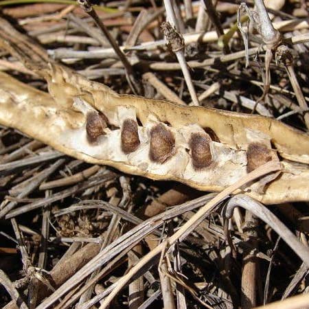 The Rike - Wholesale Plant Seeds - 250 Seeds Moringa Oleifera Seeds for Planting Drumstick Seeds Non-GMO for Sprouting, Planting, Cooking | 100% Natural & Wildcrafted | Non-GMO | for Planting Semillas De Moringa Tree & Culinary Use7