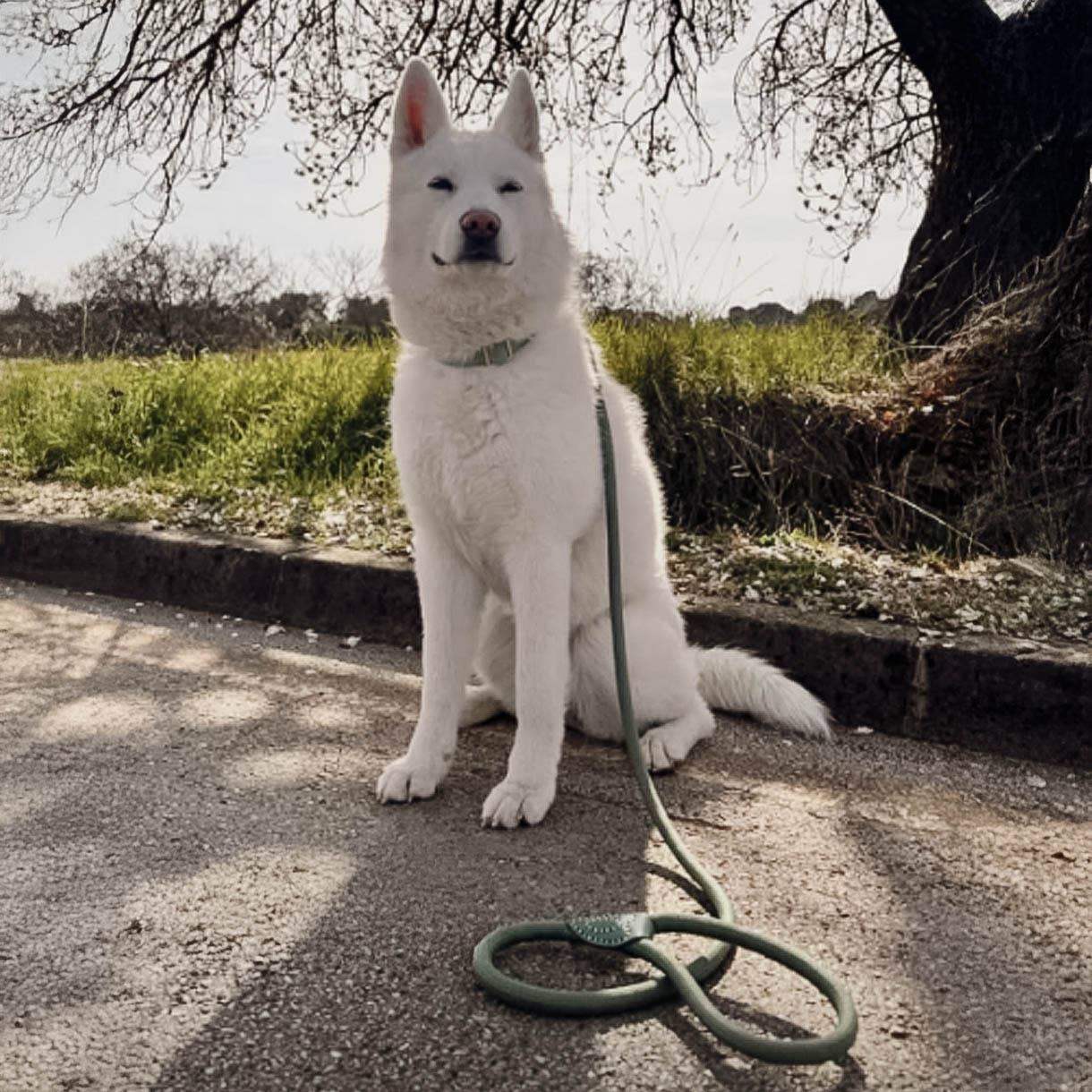 ne&no - Vente Laisse – chien - ne&no® Laisse pour chiens –120 ou 170 cm– laisse fixe11