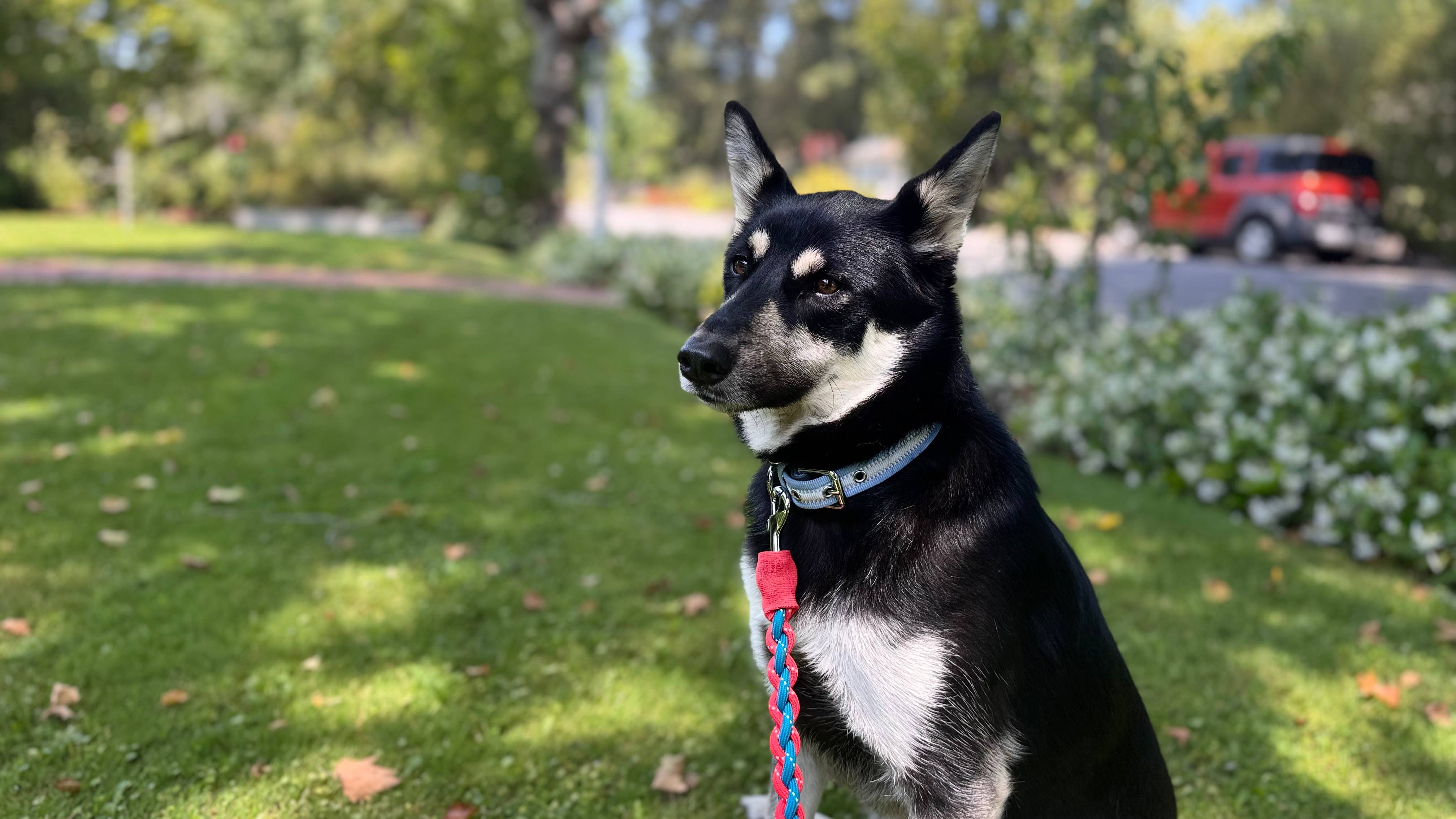 Blueberry Pet – wholesale Halsband - Hund – 3M Reflekterande Randig Hundhalsband – Hållbart & Stilfullt40