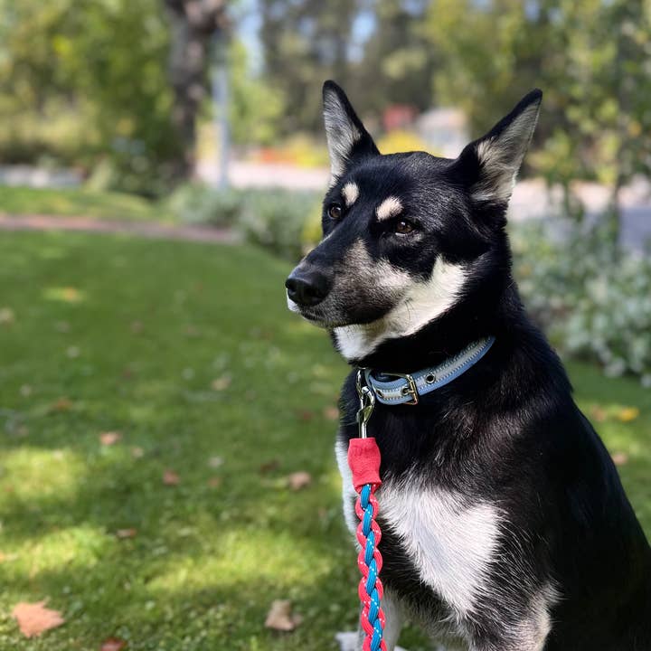 Blueberry Pet – wholesale Halsband - Hund – 3M Reflekterande Randig Hundhalsband – Hållbart & Stilfullt40