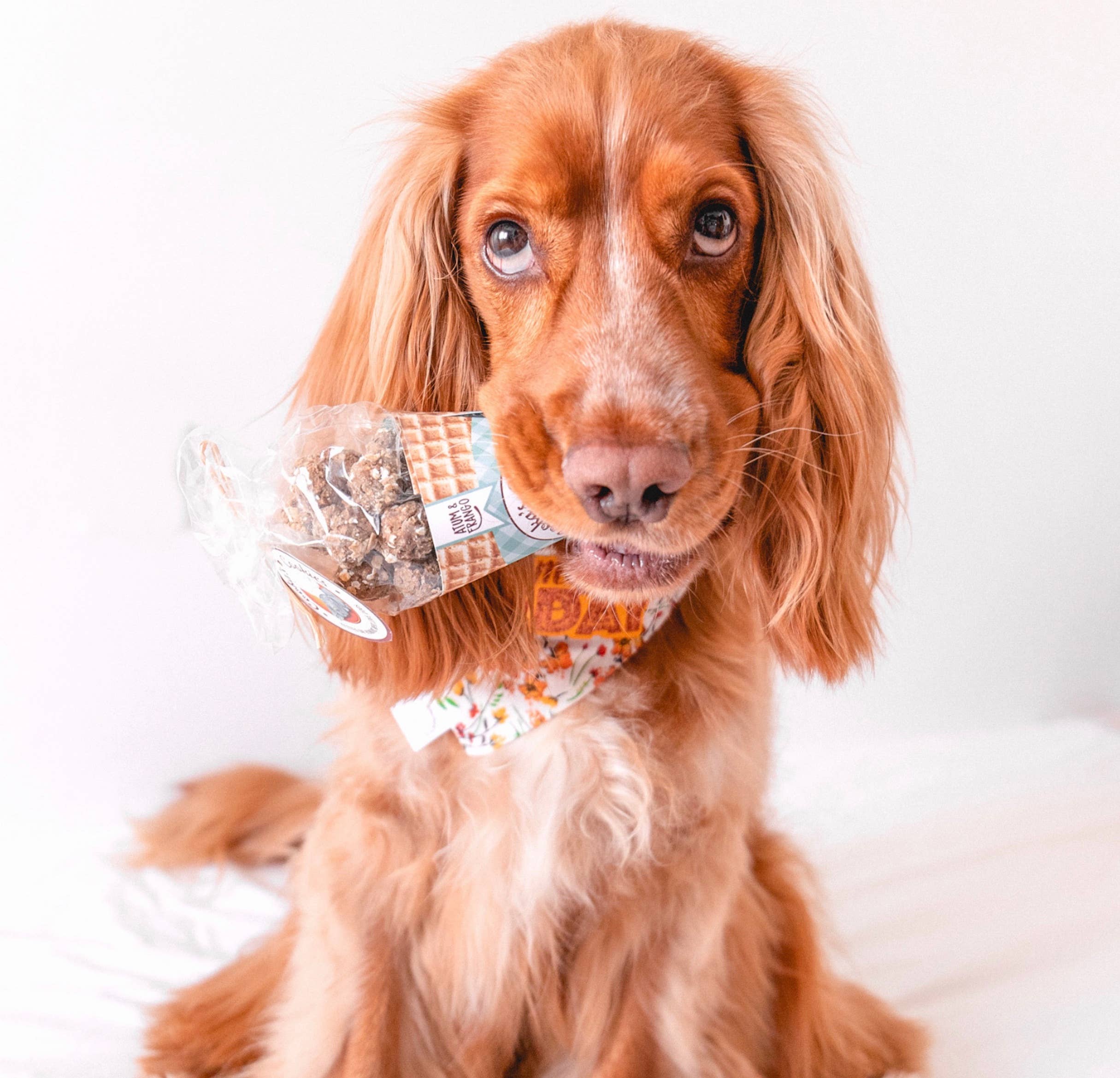 Belpharmed bv: Cooka's Cookies & Sensidog - Wholesale Hondenkoekjes - Hond - Beijinhos - Knapperige en Natuurlijke Hondenkoekjes met Kip en Tonijn3