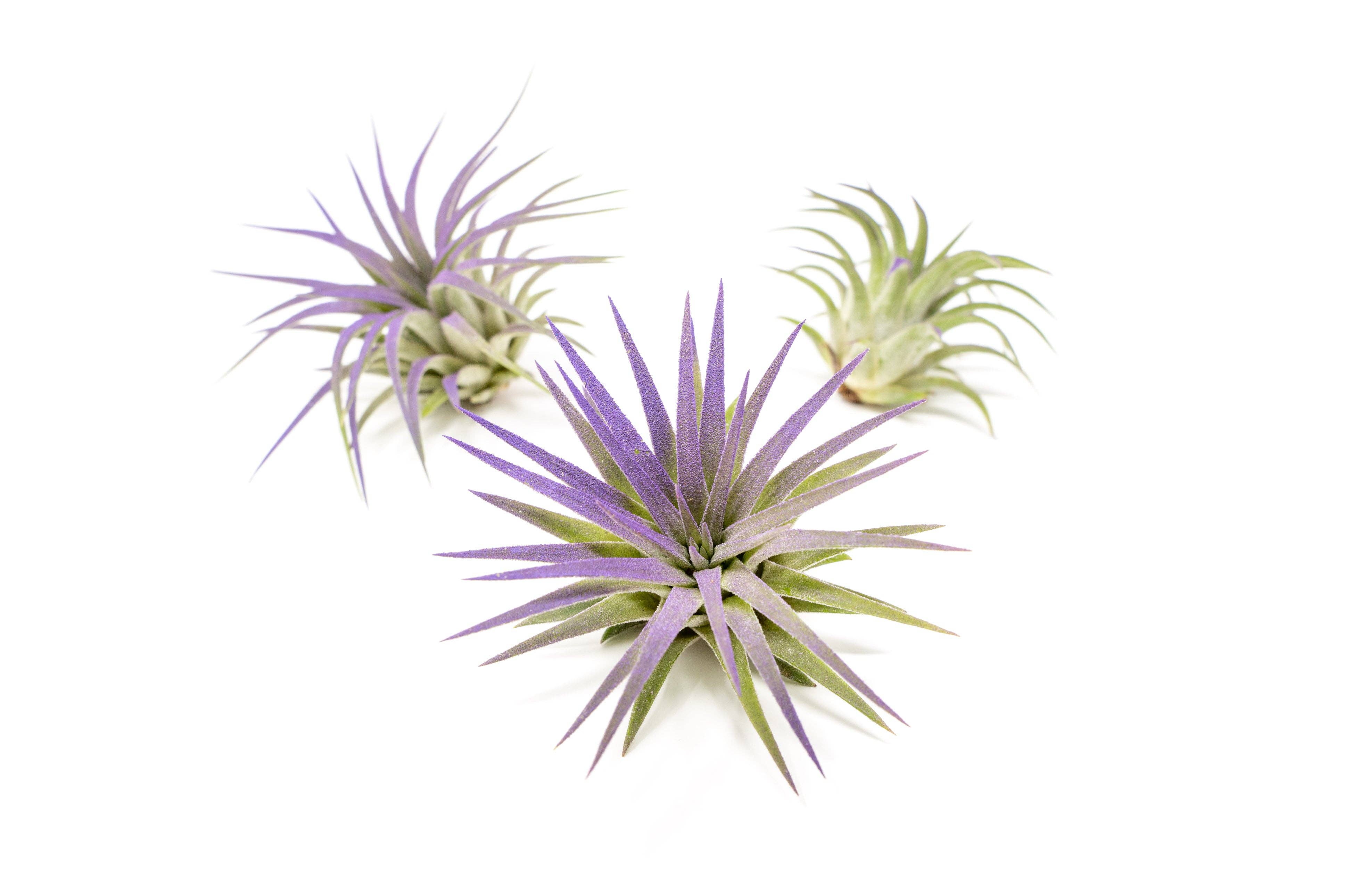 Air Plant Shop - Wholesale Live Plant - Color Enhanced Tillandsia Ionantha Rubra Air Plants9