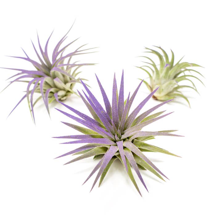 Air Plant Shop - Wholesale Live Plant - Color Enhanced Tillandsia Ionantha Rubra Air Plants9