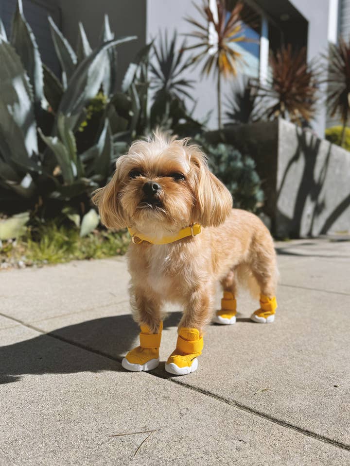 Caesar 1 für den Großhandel von RIFRUF