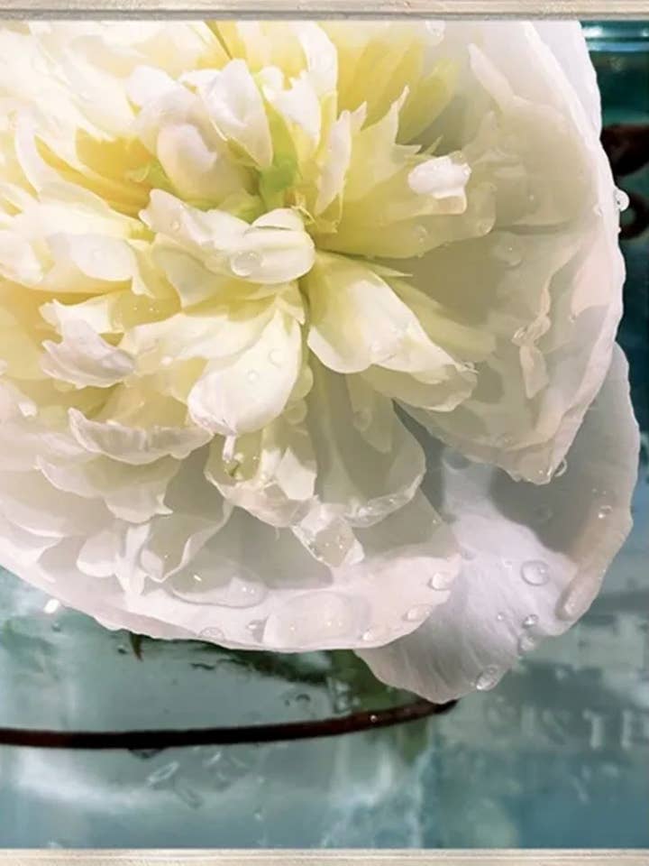 Goutte de rosée 2 pour la vente par Jill Mason Art