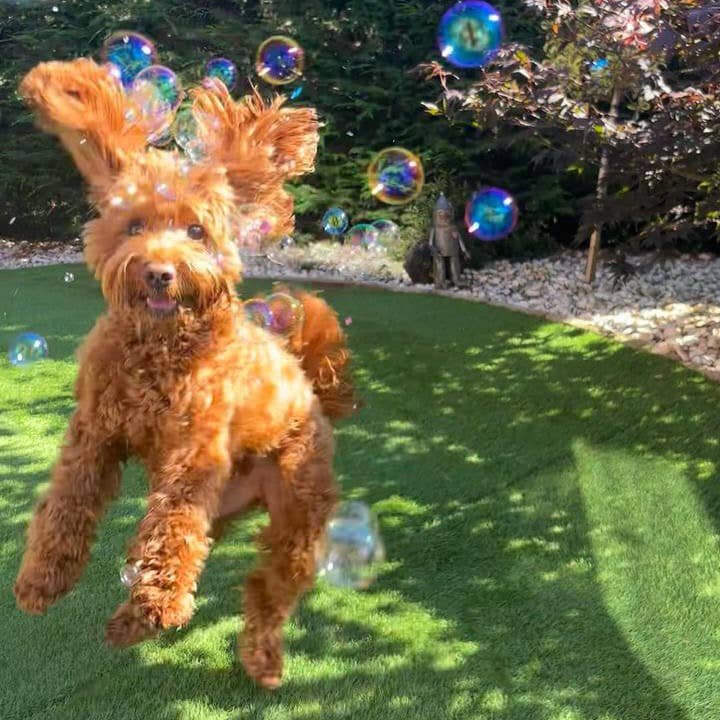 Apex Pet Products (Meaty Bubbles) - Wholesale Pet Toy - Dog - Birthday Cake Bubbles