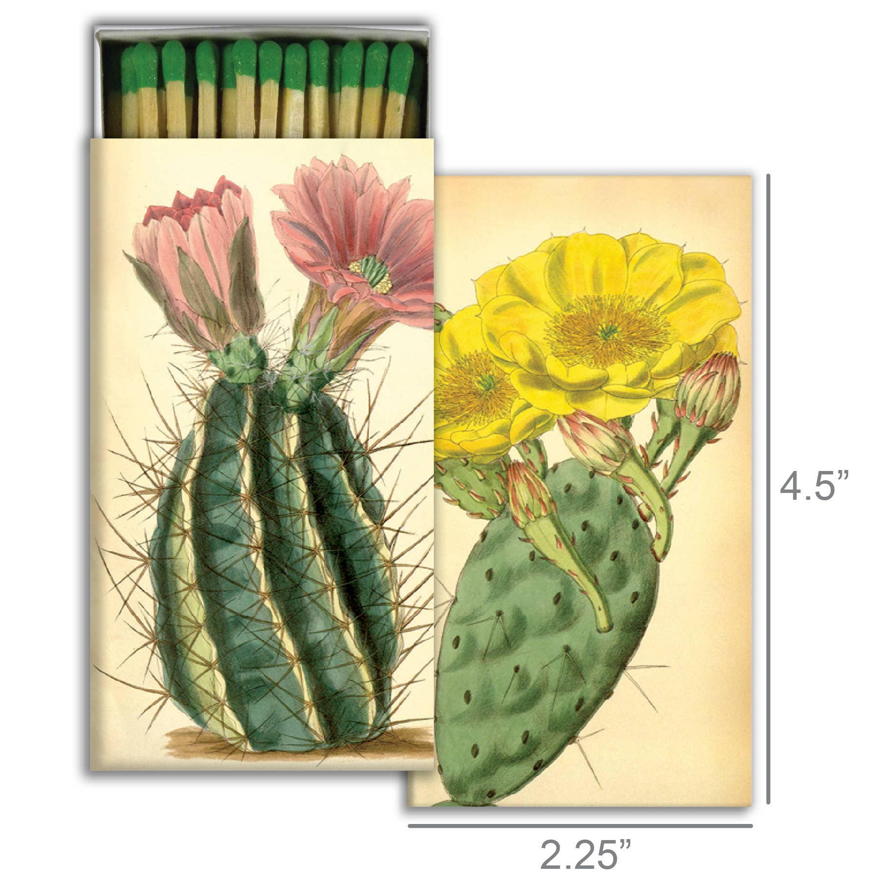 HomArt - Wholesale Matches - Matches - Flowering Cacti1