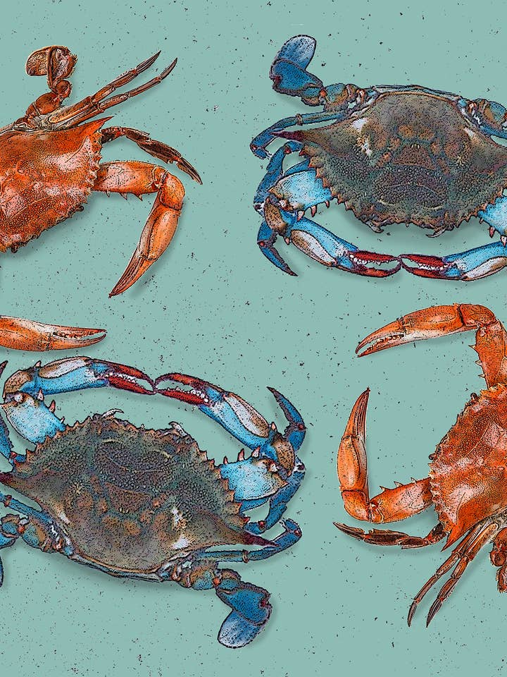 crab vinyl placemat 12 x 17 inches anti-microbial for wholesale by Alphie and Ollie