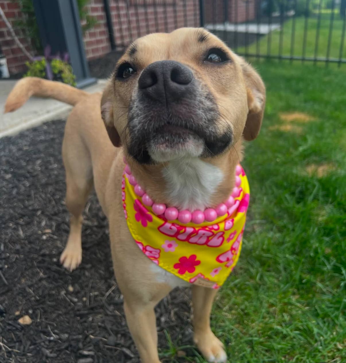 Dainty Paws – Großhandel Haustierhalsband – Katze/Hund – Opal Bubble Gum Pink | Hundehalsband mit Perlen 2