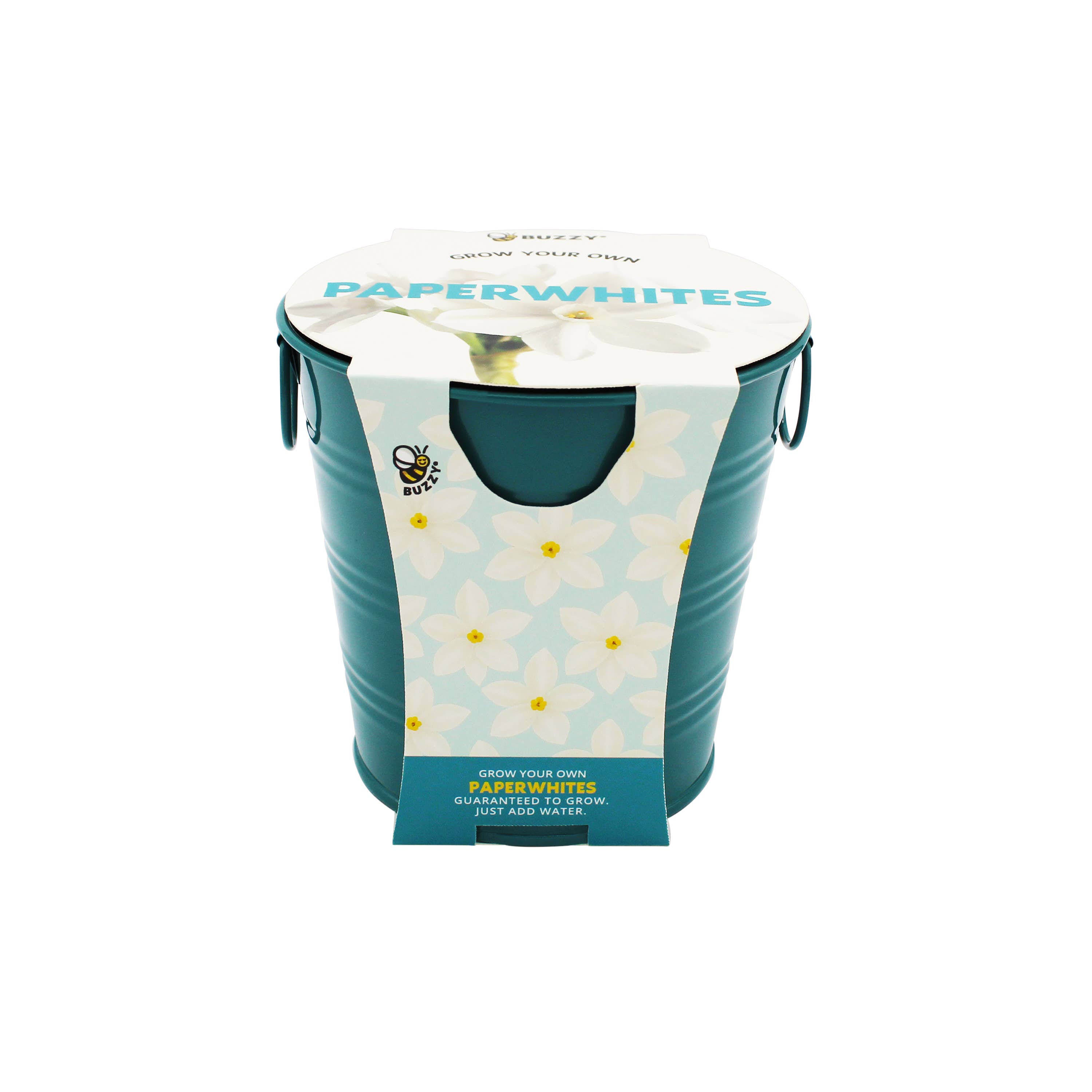 Buzzy Seeds Grow Gifts - Vente Graines de plantes - Seau de Croissance de Narcisses de Noël – Kit Cadeau de Fleurs d'Hiver0