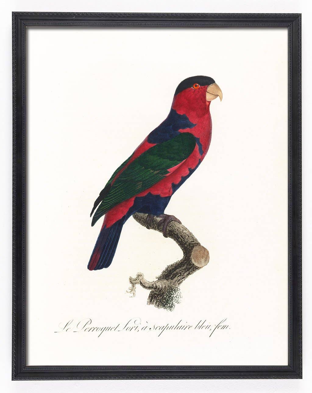 Capricorn Press - Wholesale Gallery wall set - Antique Parrot Print Set - set of 4, 8, or 127