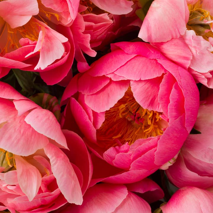 Fairywren Candle Company - Wholesale Travel candles - Peony & Violet - Travel Tin Candle 200g1