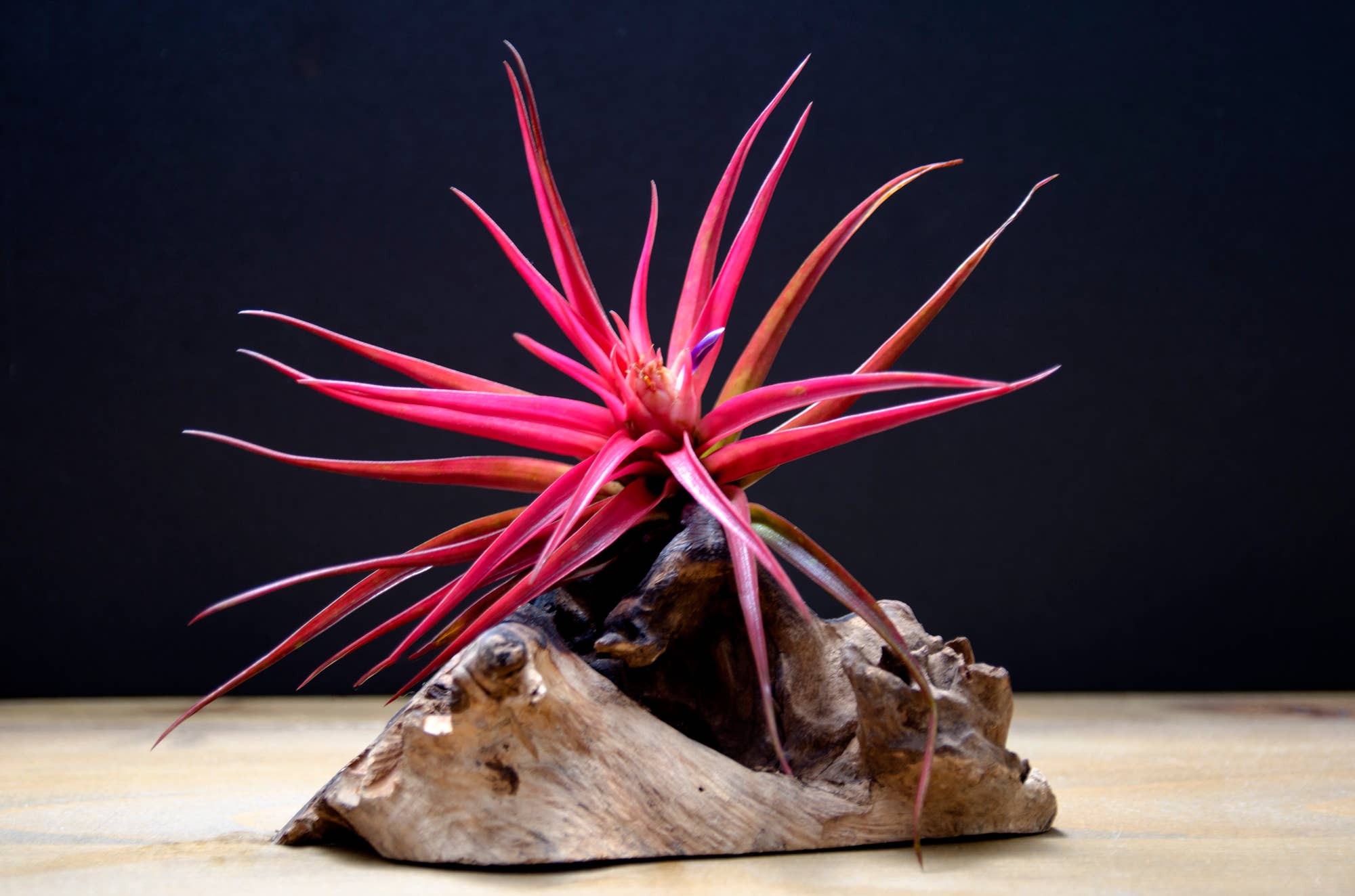 The Artizan Way - Vente Plante - Tillandsia Velutina - Plante Air Live8
