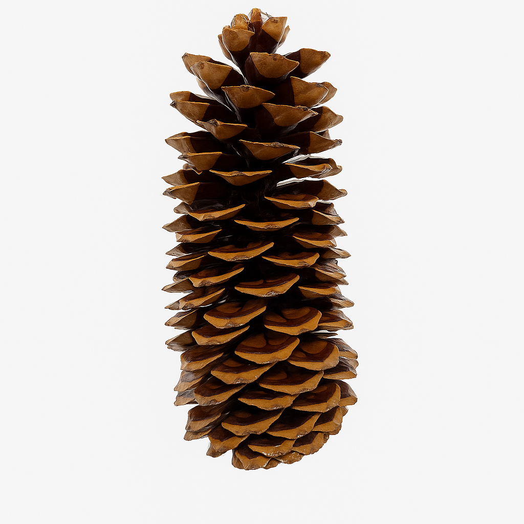 GS Foliage – wholesale Christmas decoration – Varnished Sugar Pinecones - 9-14 Inches Tall1