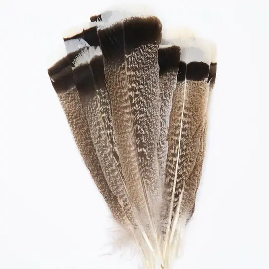Zucker Feather Products – wholesale Feathers – Natural Turkey Tails Selected Feathers - Black-Eggshell-Natu3