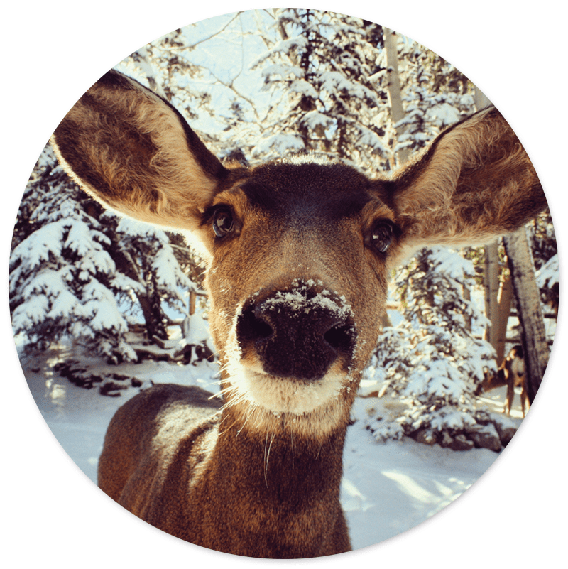 Label2X B.V. - Vendita all'ingrosso Decorazione da parete 3D - Muurcirkel hert in sneeuw0