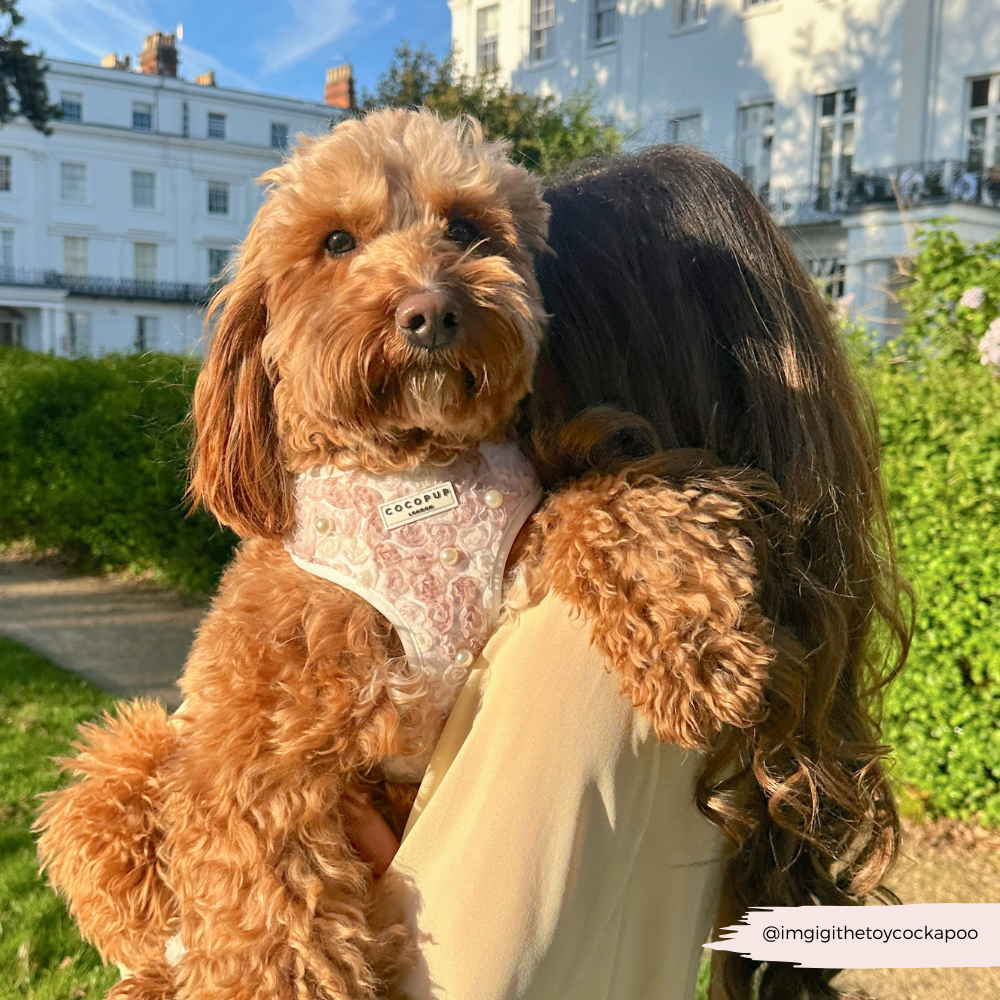 Cocopup London - Wholesale Tuig voor huisdieren - Hond - Cocopup London Pearly Pup verstelbare halsband voor honden11