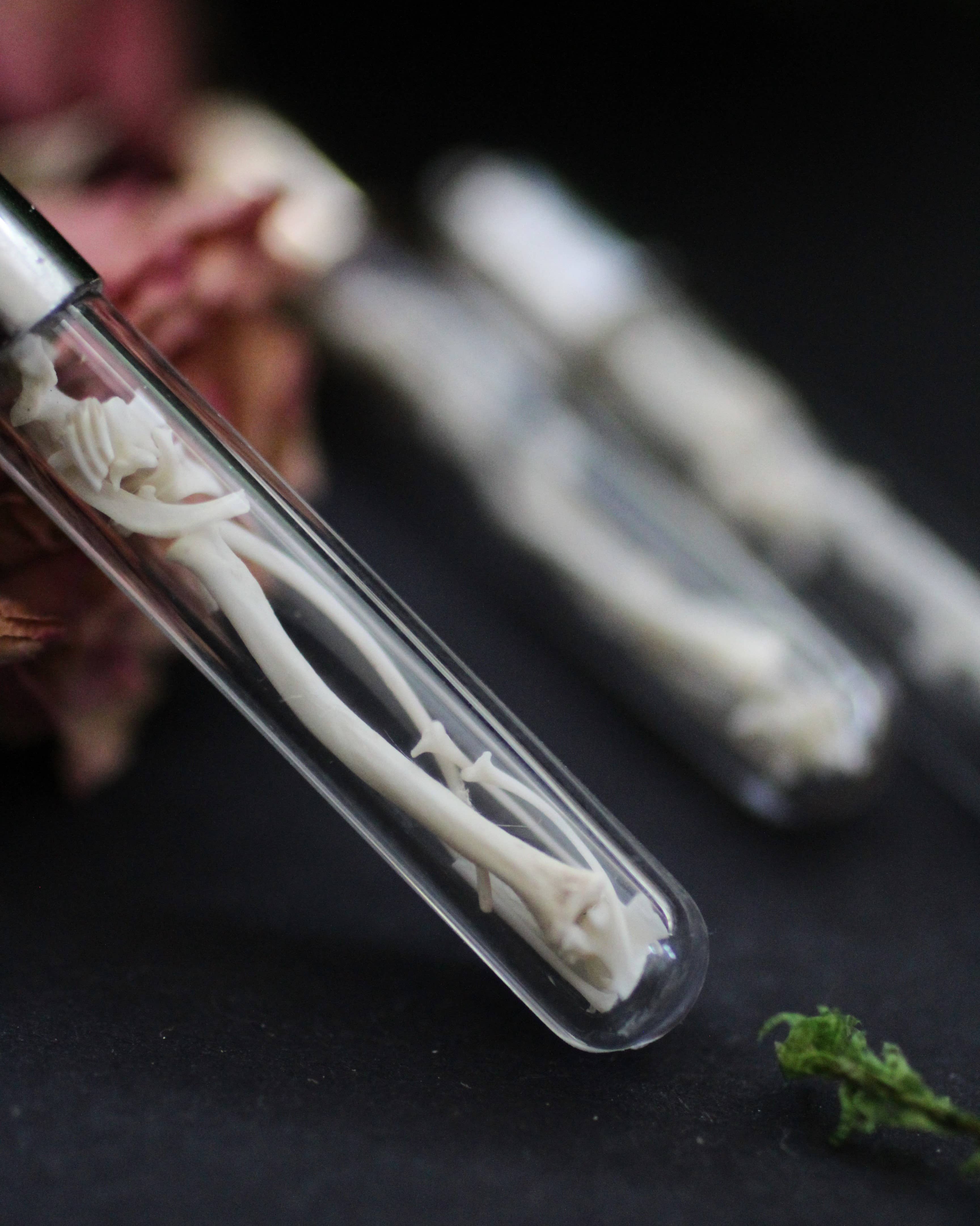 Kitty Bomb Curios - Wholesale Pendant/Charm Necklace - Bone Vial Necklaces | Oddities jewelry mini glass jar teeth2