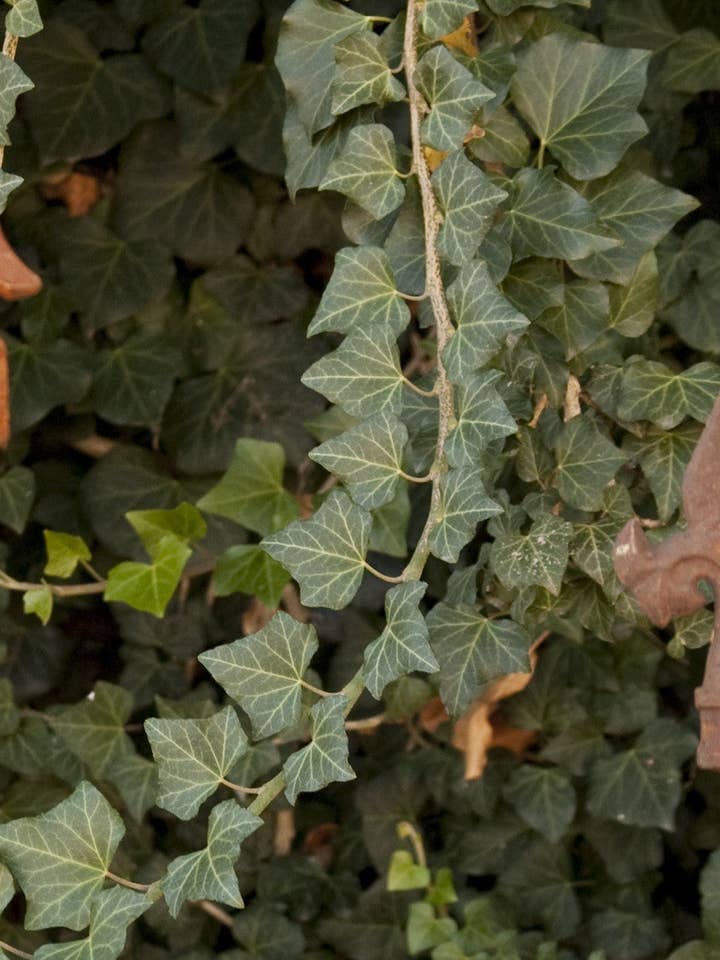 Connecting Stake on Right for wholesale by Garden Iron And More