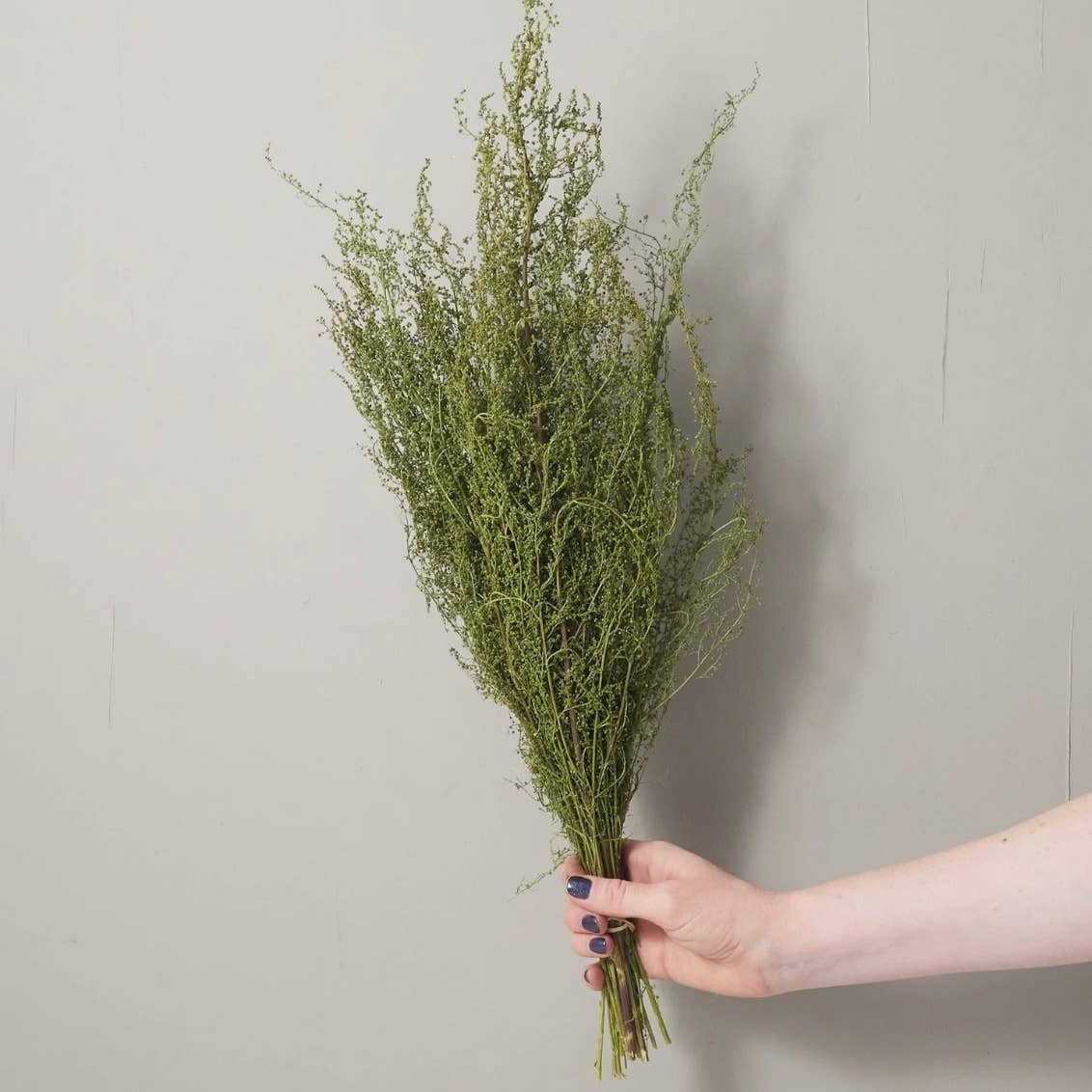 Right Side Hand – wholesale Torkade/pressade blommor – Massor av torkade söta Anne's1