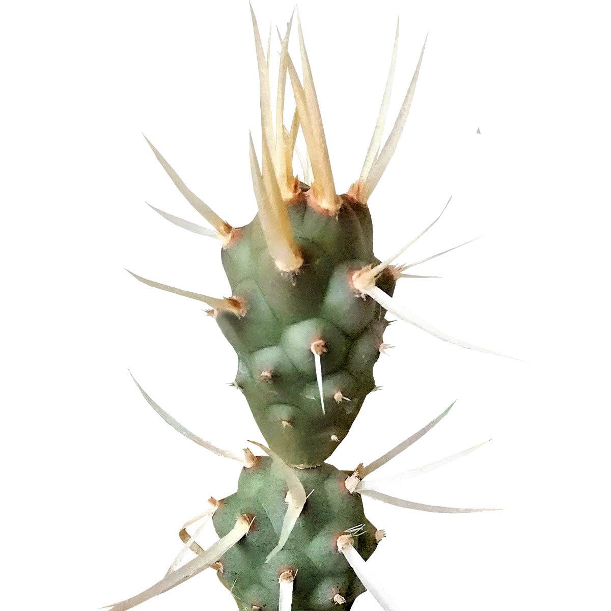 Best Plant Friend - Wholesale Succulent - Paper Spine Cactus Tephrocactus, Rare Succulent 2/4 inch4