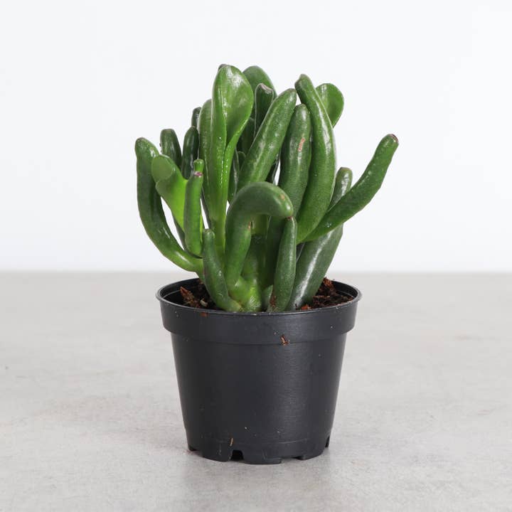 Thorsen's Greenhouse - Wholesale Succulent - Crassula Jade Plant - Assorted - 2" Live Plant6