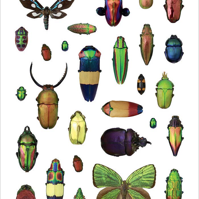 Pomegranate - Wholesale Sticker - Christopher Marley's Incredible Insects Sticker Book