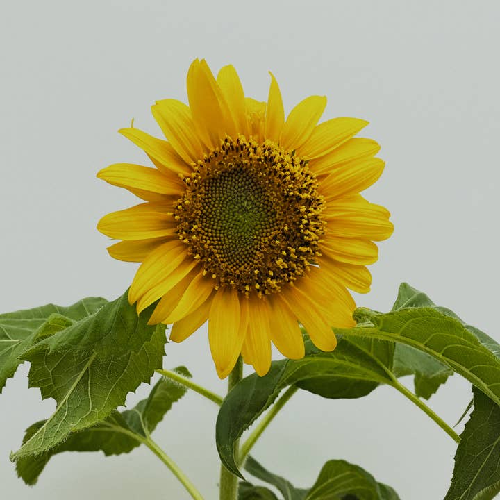 BerlinGreen - Wholesale Plant seeds - dwarf sunflower little sunshine