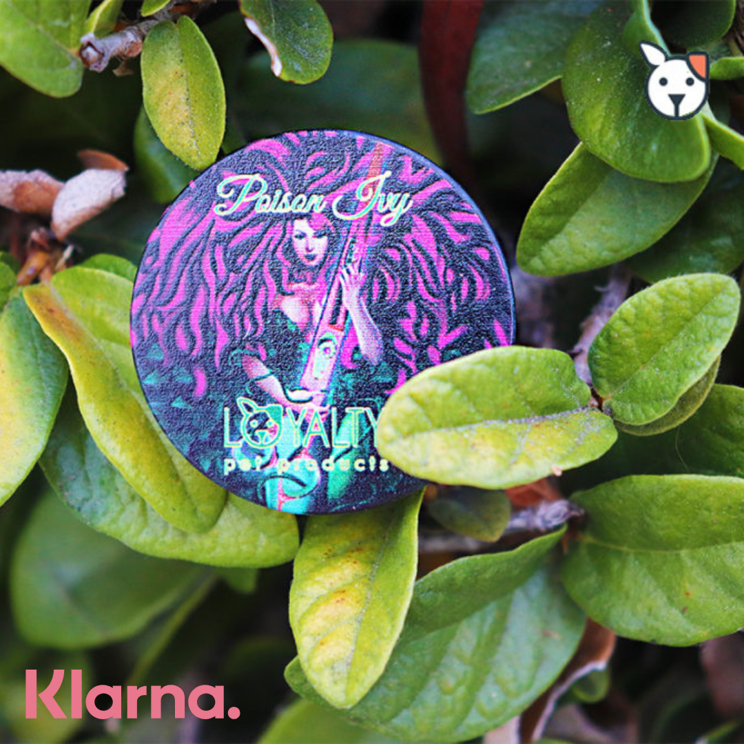 Loyalty Pet Products - Wholesale Hair Scissors - Posion Ivy 8" Shear Set9