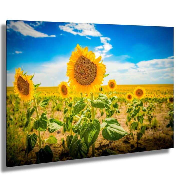 Papier Photo Tournesol | Finition Premium | Grand pour la vente par 998 Millibar Photography