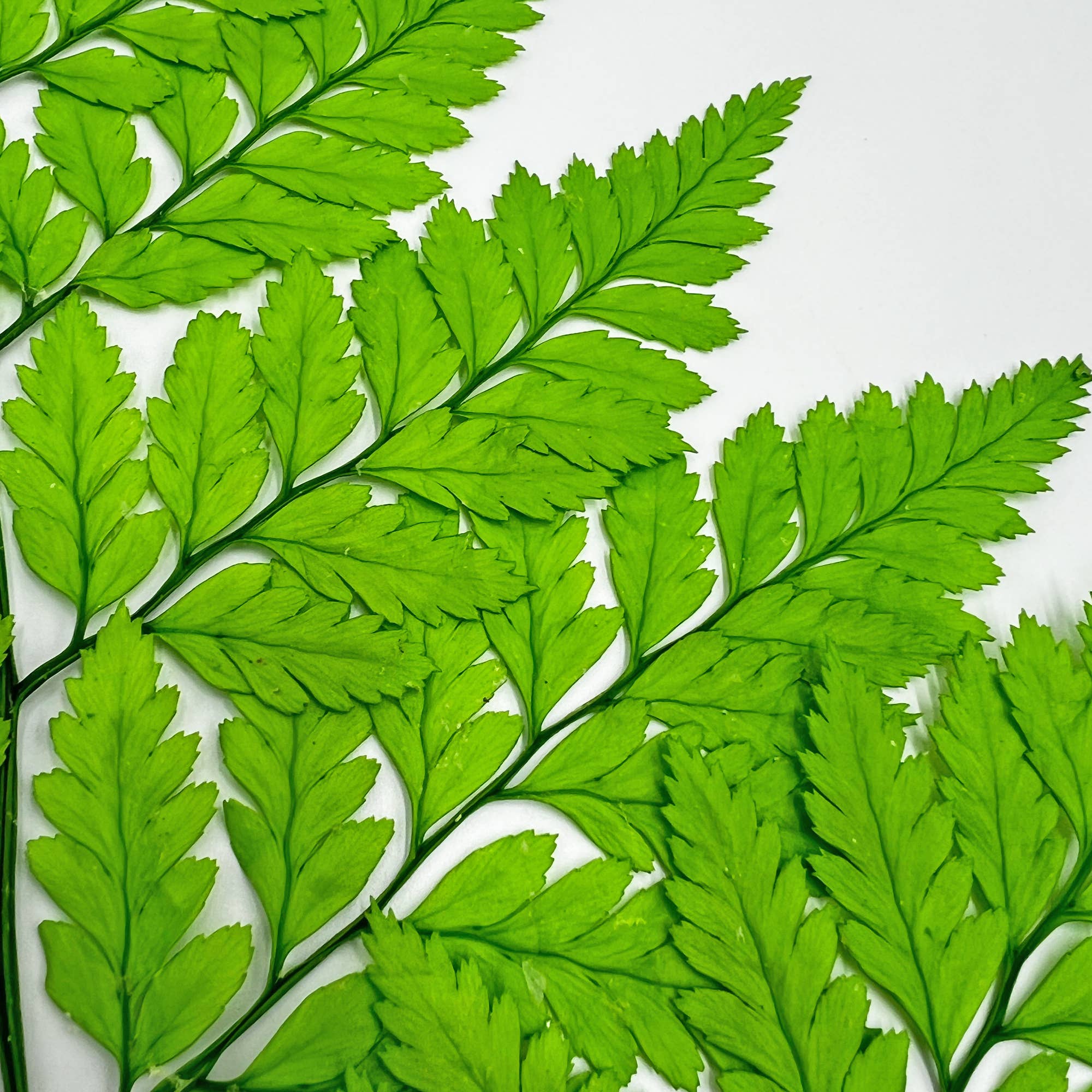 2626 Designs - Vente Fleur séchée/pressée - Fougère Davallia Mariesii séchée et préservée27