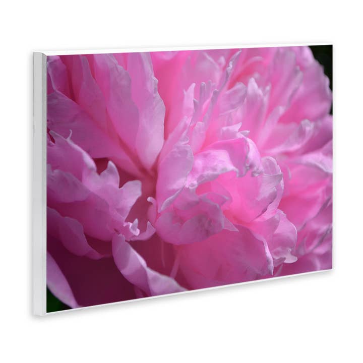 Stupell Industries - Wholesale Wall sign - Pink Carnation Photography - Unframed Wall Art3