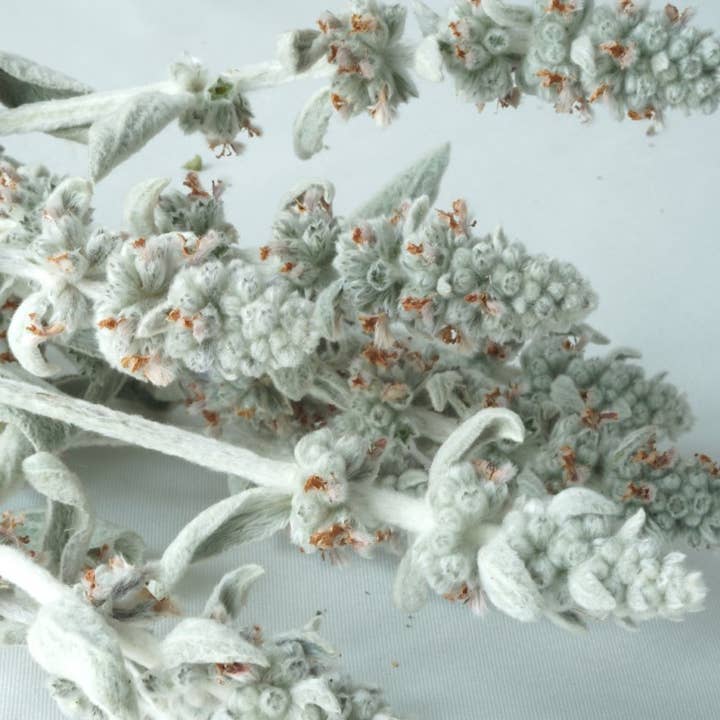 Fence Post Florals - Wholesale Dried/Pressed Flowers - Lambs Ear-Flowered, Dried Flower bunch of 10 stems2