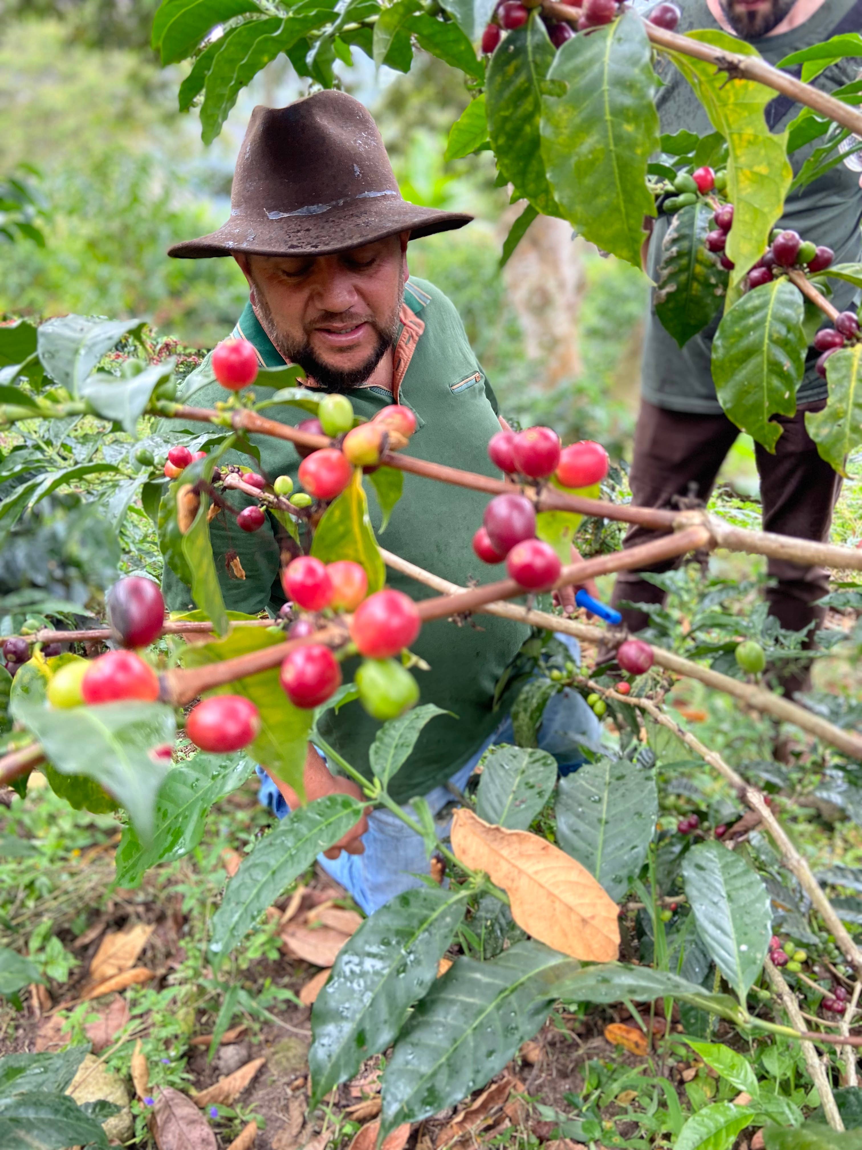 Yours Truly - Wholesale Coffee Beans - The Golden Lamp - Medium Roast Coffee in 300g and 5lbs2