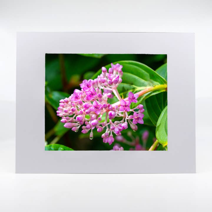 Artwork-Medinilla Cummingii Flower for wholesale by Mike Ring Photography